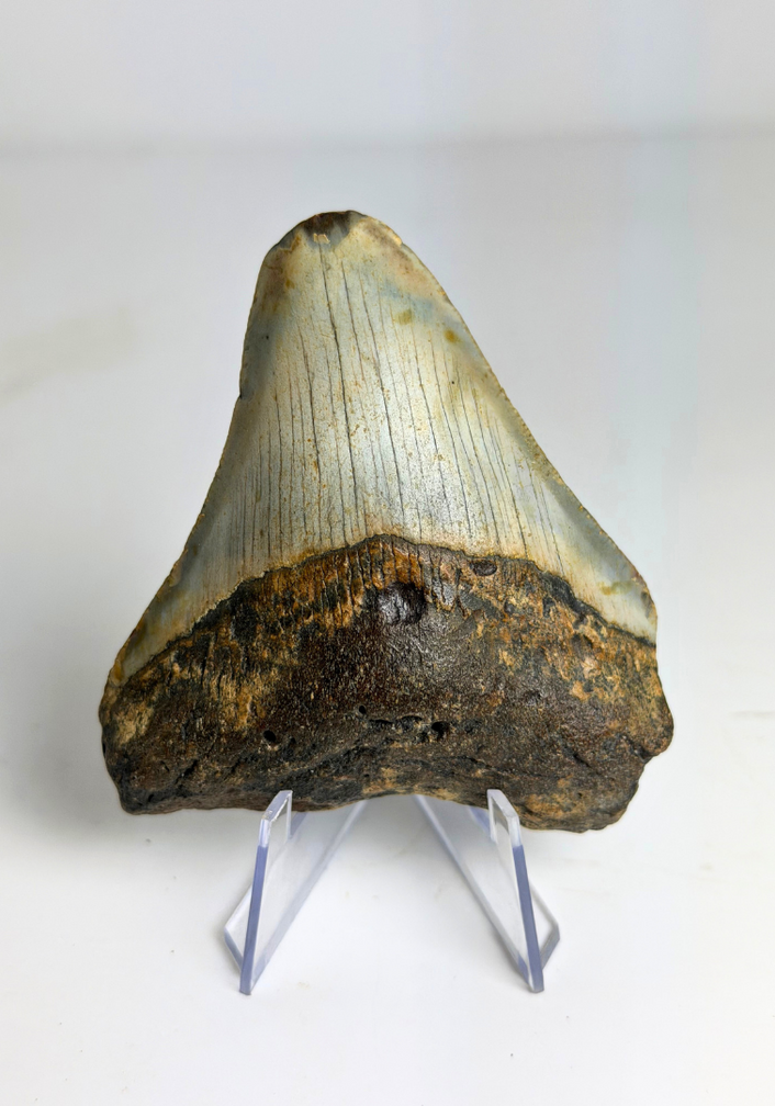 Diente de Megalodon "Prehistoric Times" (US) - 7,4 cm