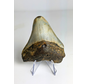 Dente di Megalodonte " Prehistoric Times" (USA) - 7,4 cm