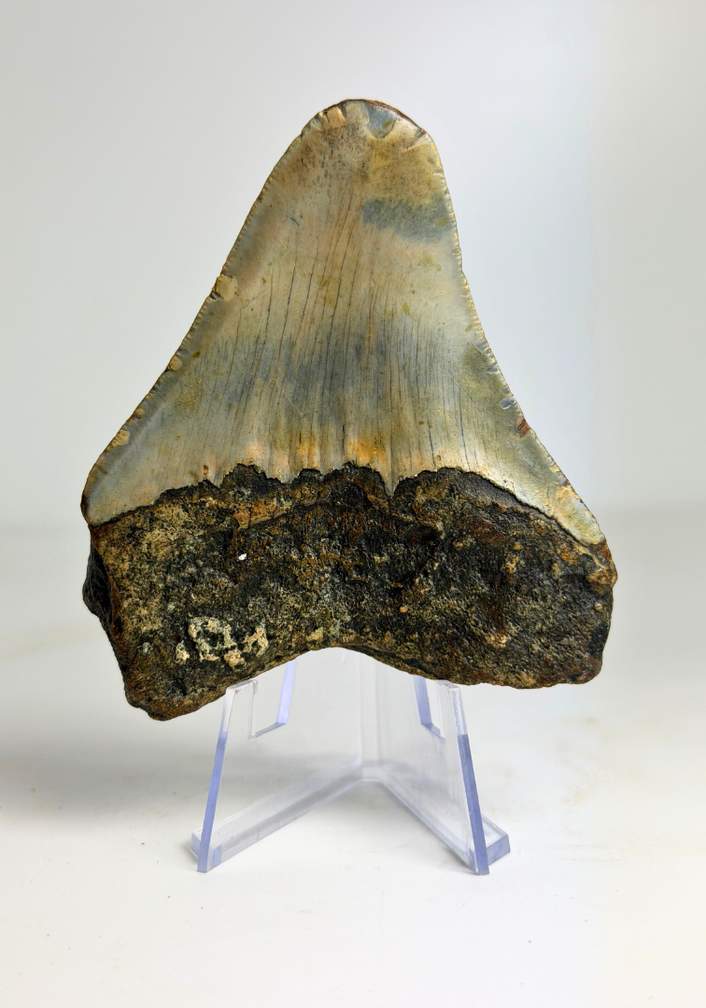 Diente de Megalodon "Prehistoric Times" (US) - 7,4 cm