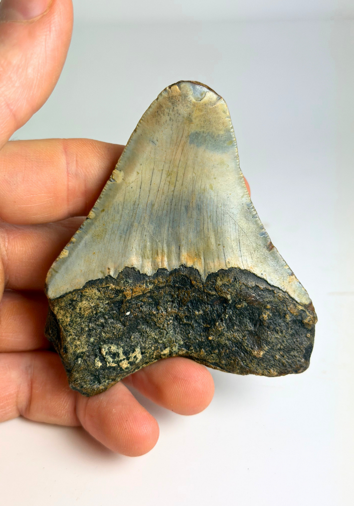 Megalodon-Zahn " Prehistoric Times" (US) - 7,4 cm