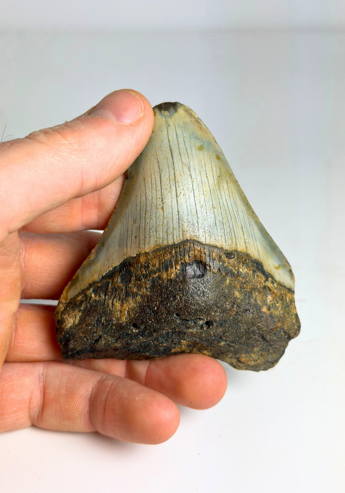 Megalodon-Zahn " Prehistoric Times" (US) - 7,4 cm