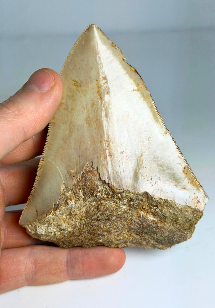 Dent de Megalodon "The Bold One" (Indonesia) - 10,8 cm