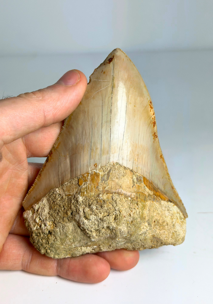 Megalodon Tand "The Bold One" (Indonesia) - 10,8 cm