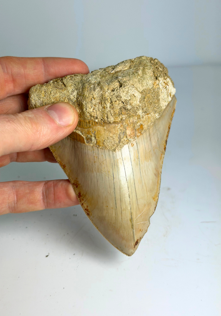 Megalodon Tand "The Bold One" (Indonesia) - 10,8 cm