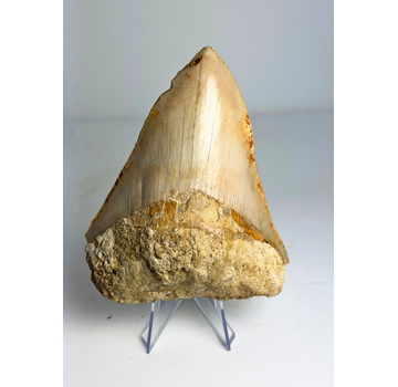 Megalodon Tooth "The Bold One" (Indonesia) - 10,8cm