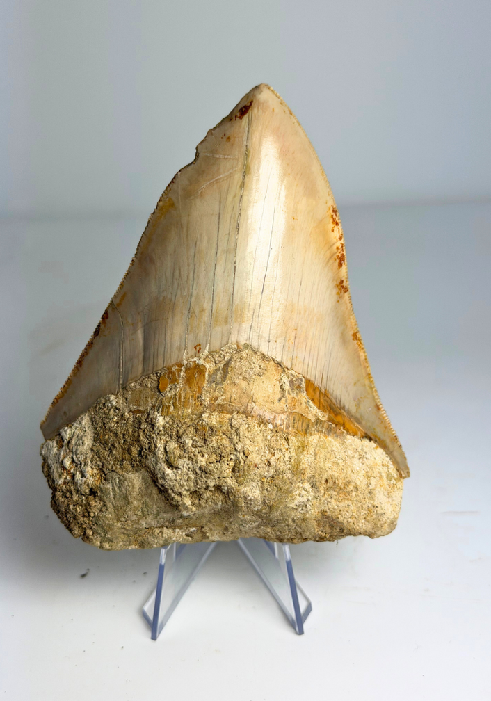 Megalodon Tand "The Bold One" (Indonesia) - 10,8 cm