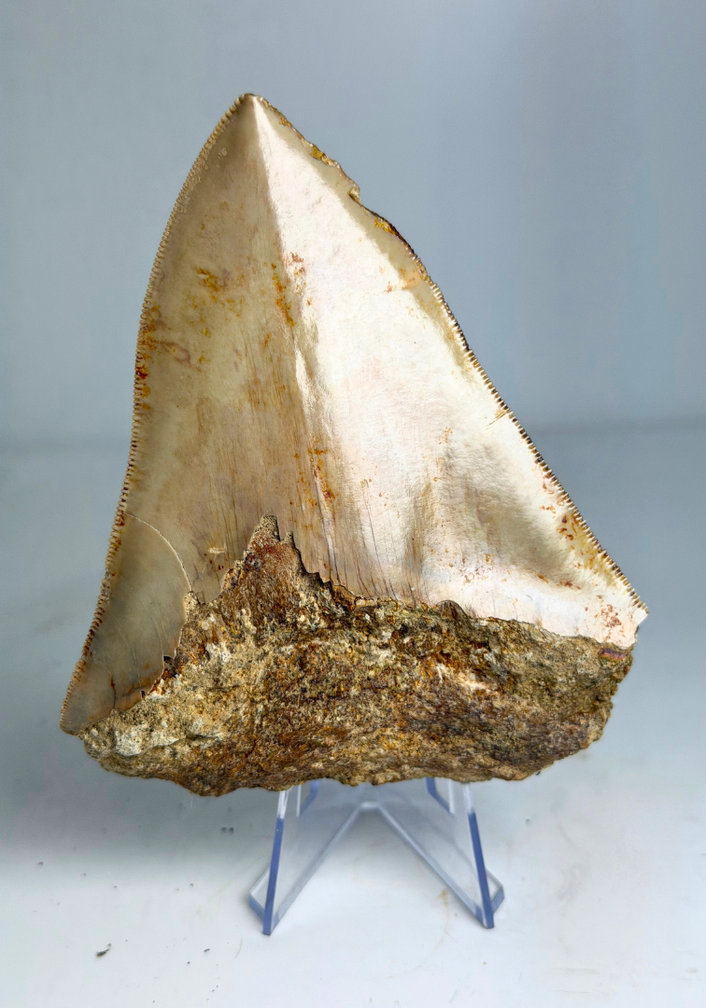 Dent de Megalodon "The Bold One" (Indonesia) - 10,8 cm