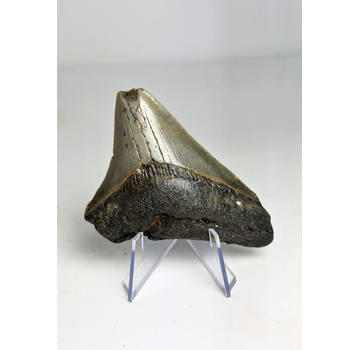 Megalodon tand "Ancient Civilisation" (VS) - 7 cm (2,76 inch)