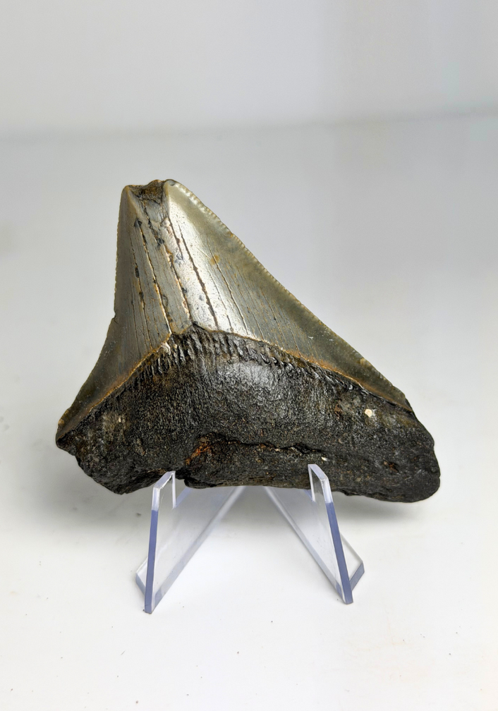 Diente de Megalodon "Ancient Civilisation" (US) - 7 cm (2.76 in)