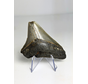 Diente de Megalodon "Ancient Civilisation" (US) - 7 cm (2.76 in)