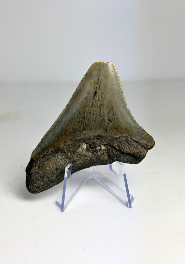 Diente de Megalodon "Ancient Civilisation" (US) - 7 cm (2.76 in)