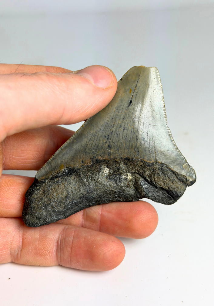 Diente de Megalodon "Ancient Civilisation" (US) - 7 cm (2.76 in)