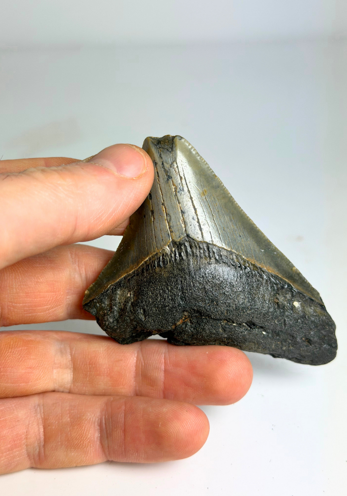 Diente de Megalodon "Ancient Civilisation" (US) - 7 cm (2.76 in)