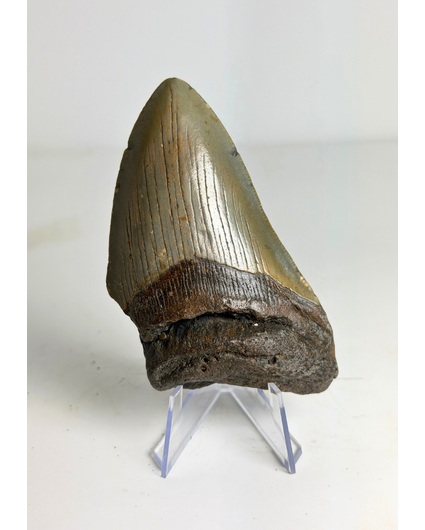 Dente di Megalodon "Flemmeth's Tale" (USA) - 8,6 cm