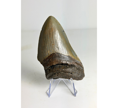 Megalodon-Zahn "Flemmeth's Tale"" (US) - 8,6 cm