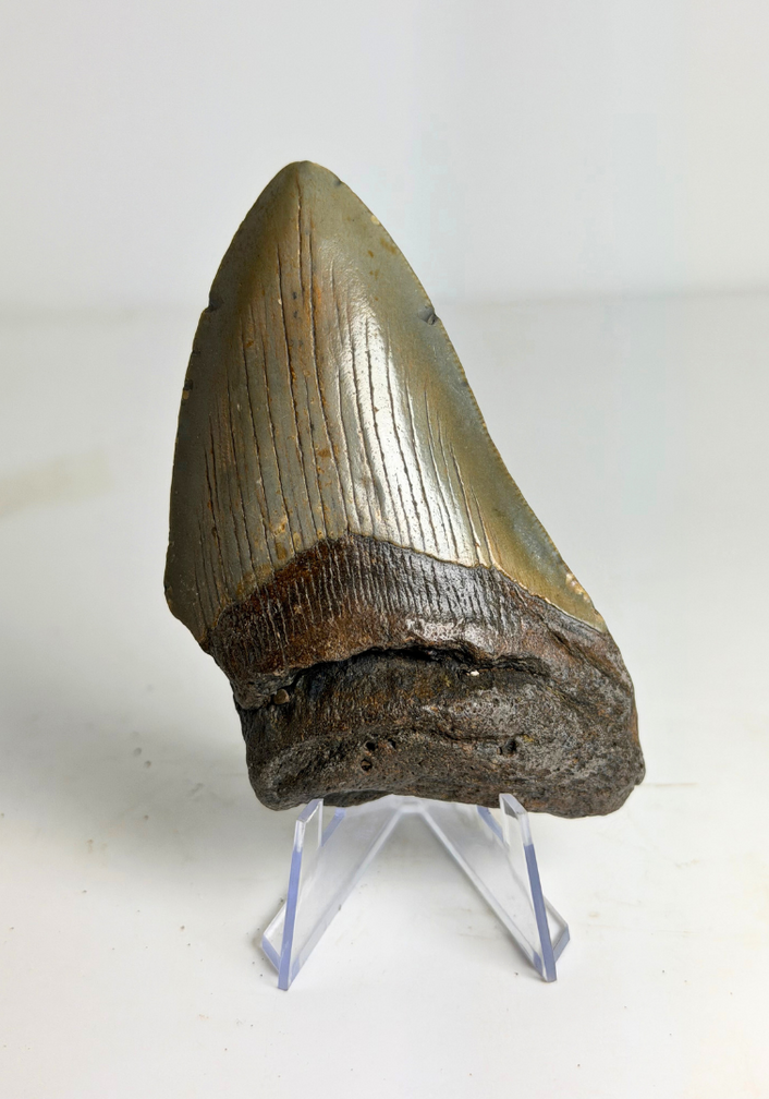 Megalodon-Zahn "Flemmeth's Tale"" (US) - 8,6 cm