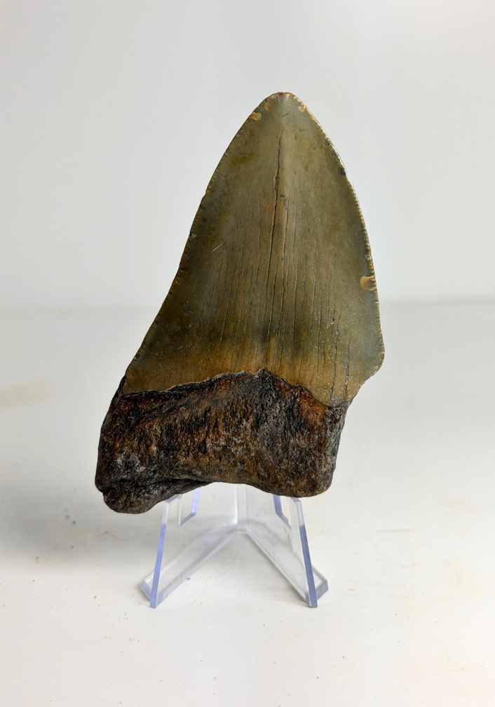 Diente de Megalodon " "Flemmeth's Tale"" (US) - 8.6 cm