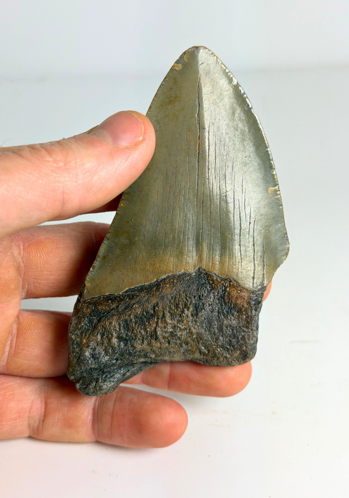 Diente de Megalodon " "Flemmeth's Tale"" (US) - 8.6 cm