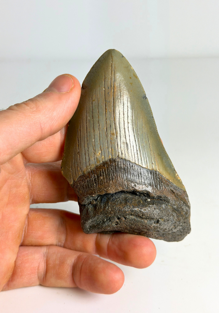 Diente de Megalodon " "Flemmeth's Tale"" (US) - 8.6 cm