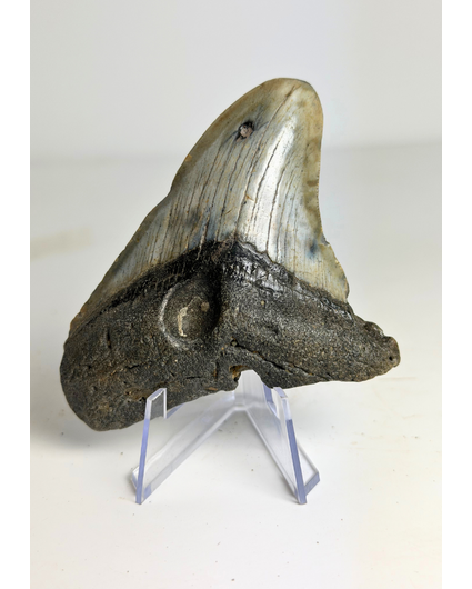 Dente di megalodonte ''Hawke's Eye'' (USA) - 9,1 cm