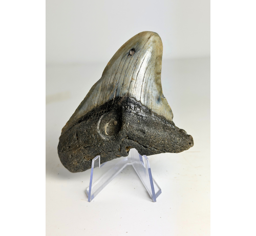 Diente de megalodón ''Hawke's Eye'' (US) - 9,1 cm