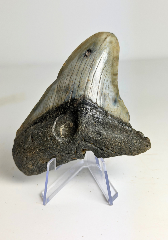 Diente de megalodón ''Hawke's Eye'' (US) - 9,1 cm