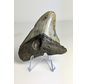 Megalodon tand ''Hawke's Eye'' (VS) - 9,1  cm