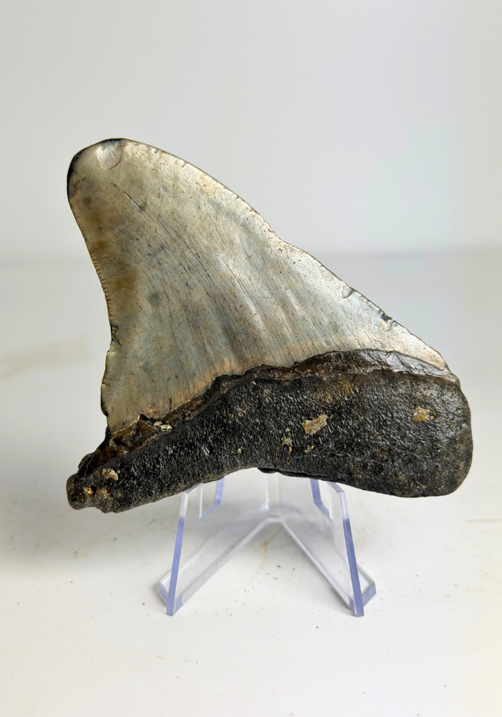 Megalodon tand ''Hawke's Eye'' (VS) - 9,1 cm