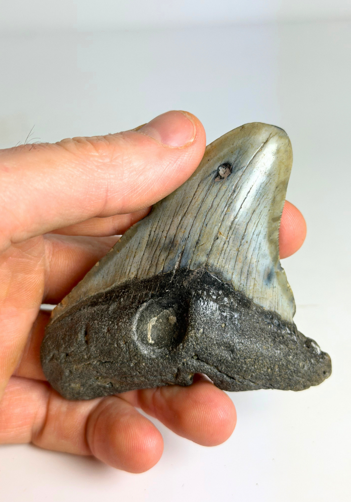 Diente de megalodón ''Hawke's Eye'' (US) - 9,1 cm