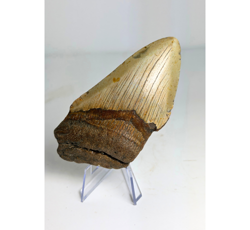 Dente di Megalodonte “The Rev” (USA) - 10,4 cm