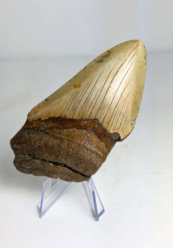 Diente de Megalodón ''The Rev'' (EE. UU.) - 10,4 cm