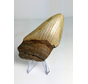 Megalodon tooth ‘’The Rev‘’ (US) - 10.4 cm