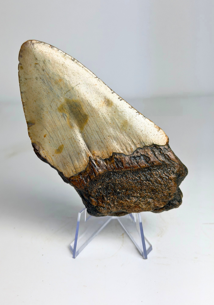 Diente de Megalodón ''The Rev'' (EE. UU.) - 10,4 cm