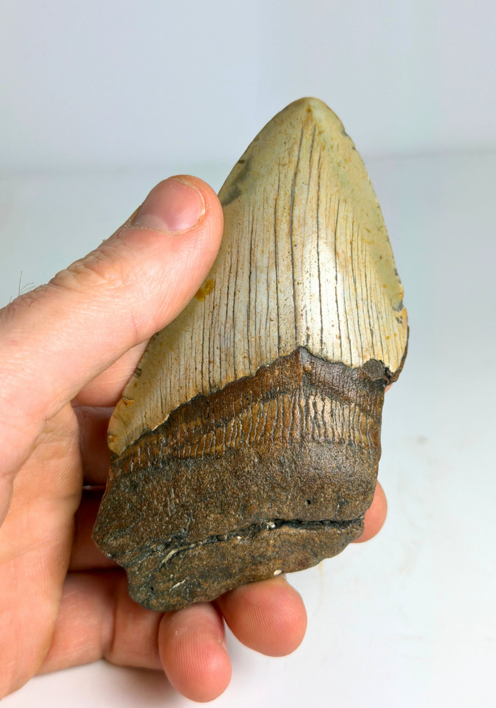 Diente de Megalodón ''The Rev'' (EE. UU.) - 10,4 cm