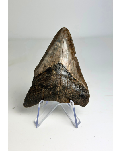 Megalodon tand "Potential Unlocked" (VS) - 7,5 cm (2,95 inch)