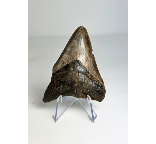 Megalodon-Zahn "Potential Unlocked" (US) - 7,5 cm (2,95 in)