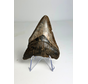 Megalodon tooth "Potential Unlocked" (US) - 7.5 cm (2.95 in)