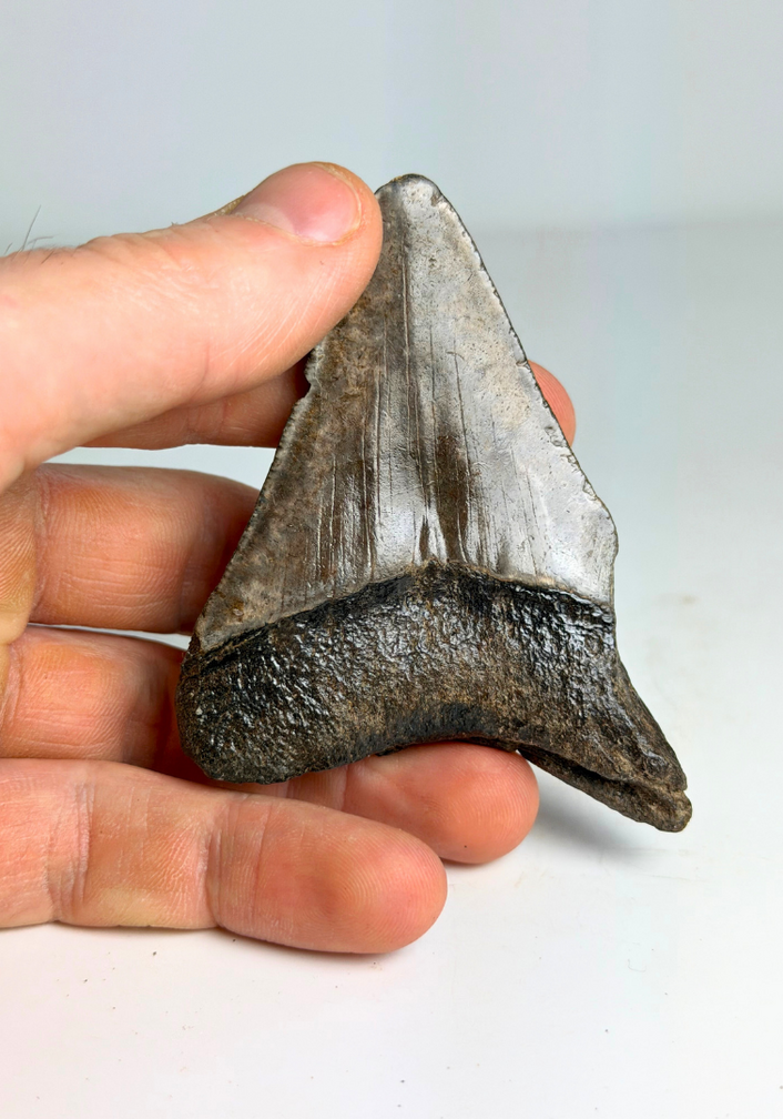 Diente de Megalodon "Potential Unlocked" (US) - 7.5 cm (2.95 in)