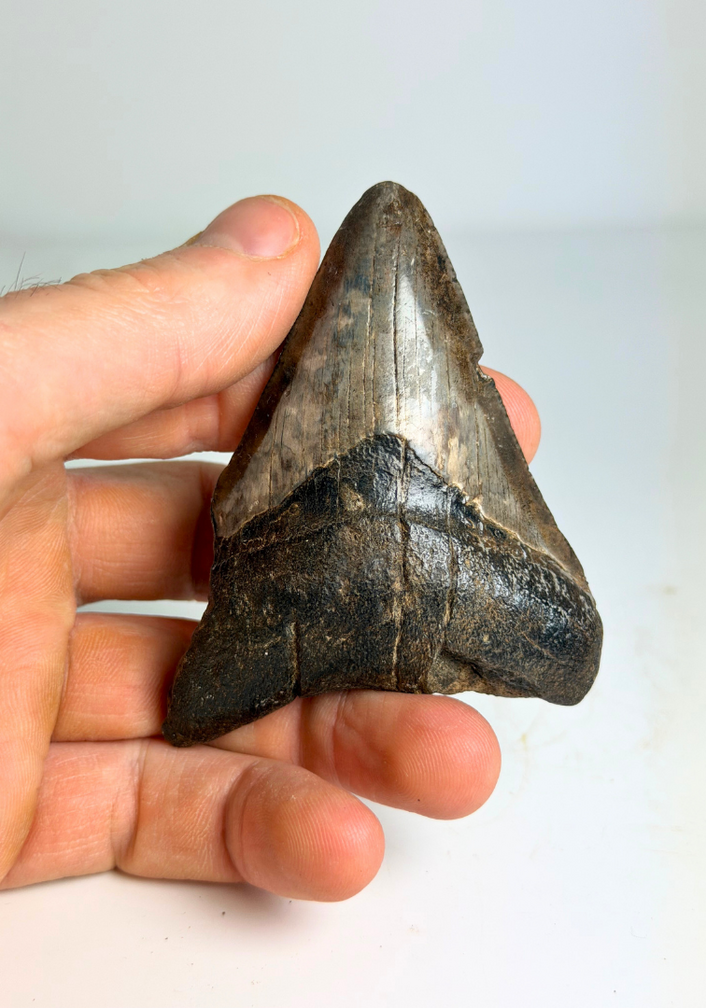 Dente di Megalodon "Potential Unlocked" (USA) - 7,5 cm (2,95 inch)