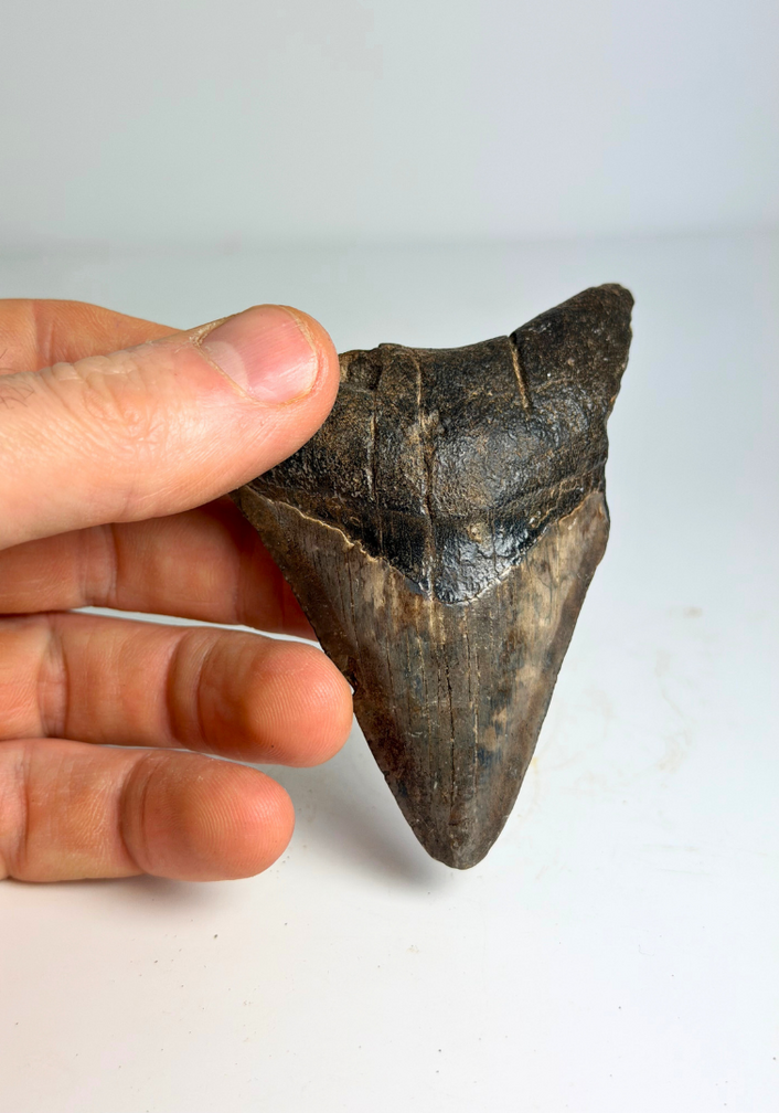 Megalodon tand "Potential Unlocked" (VS) - 7,5 cm (2,95 inch)