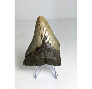 Diente de Megalodon " Singularities Hope" (US) - 8,4 cm