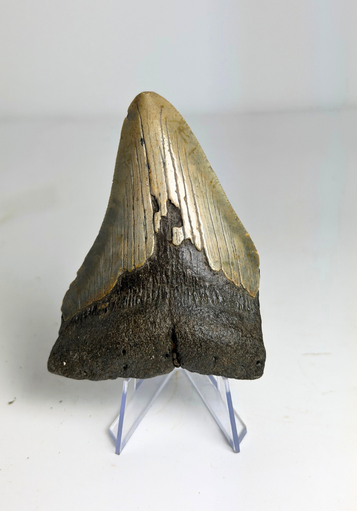 Megalodon Tand "Singularities Hope" (VS) - 8,4 cm