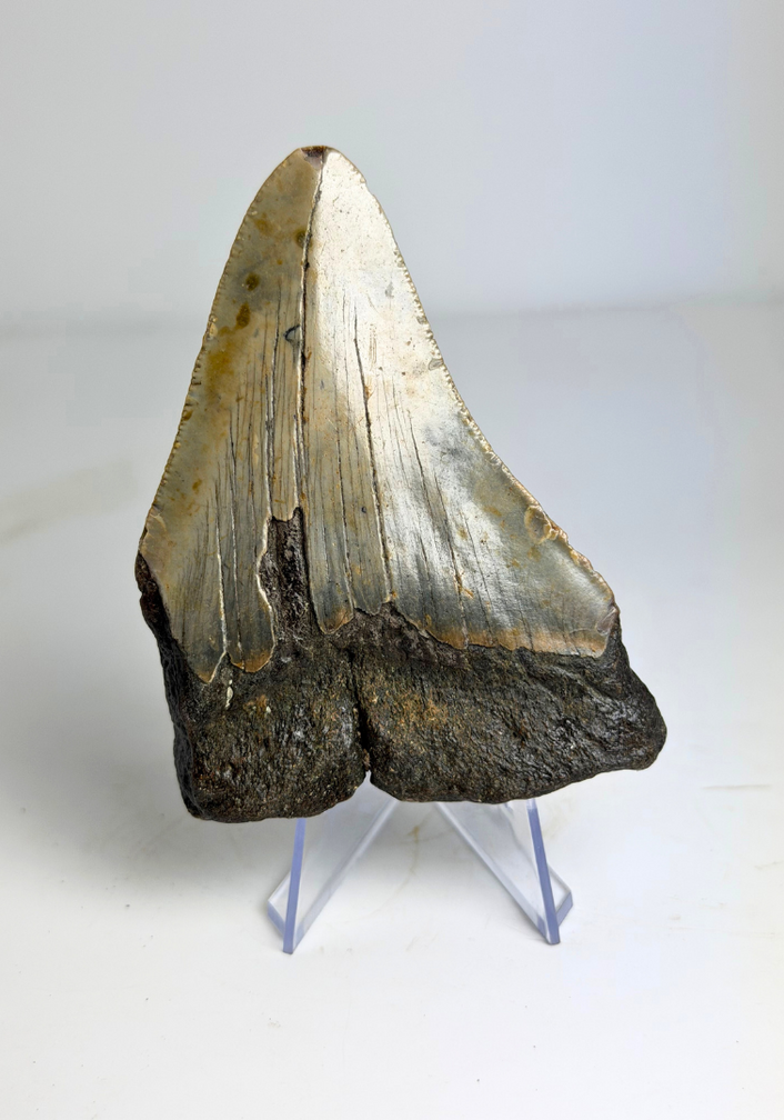 Megalodon Tand "Singularities Hope" (VS) - 8,4 cm