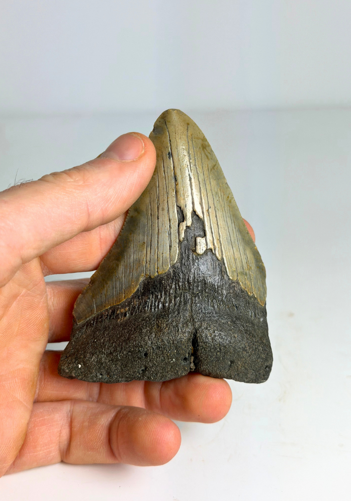 Dent de Megalodon "Singularities Hope" (US) - 8,4  cm