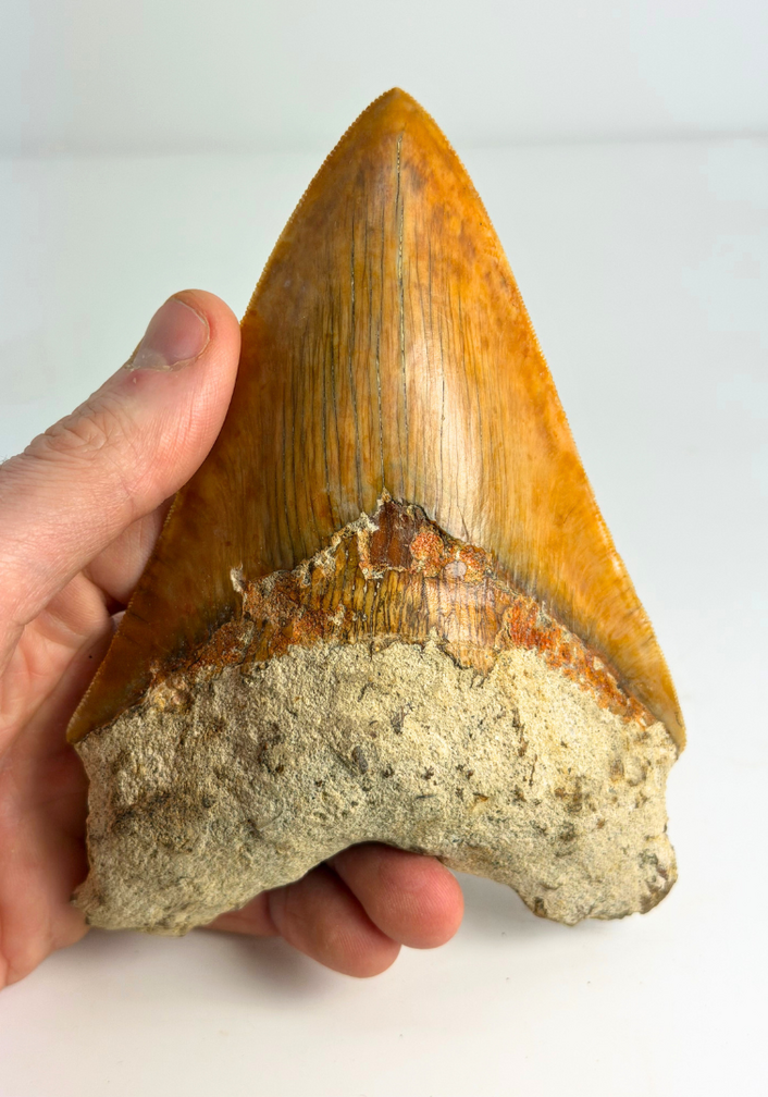 Dent de Megalodon "Fine Sea" (Indonésie) - 14 cm