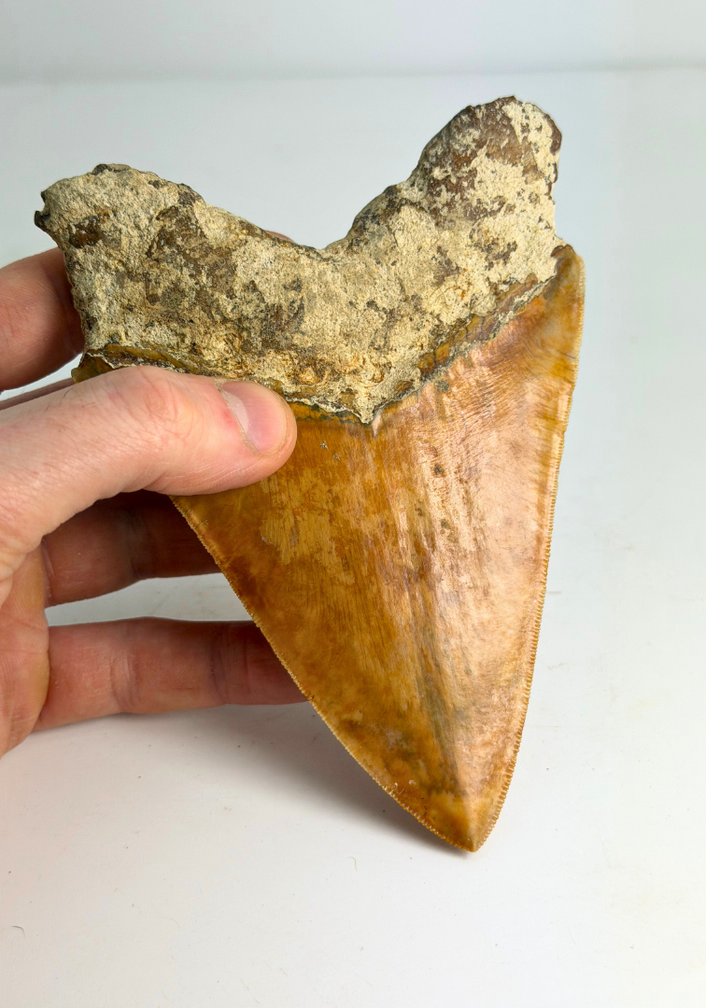 Megalodon-Zahn "Fine Sea" (Indonesien) - 14 cm