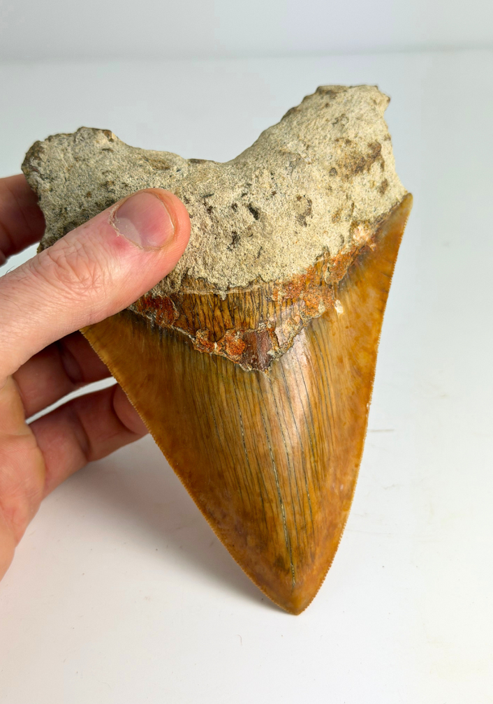 Dent de Megalodon "Fine Sea" (Indonésie) - 14 cm
