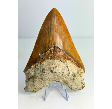 Diente de Megalodon "Fine Sea" (Indonesia) - 14 cm