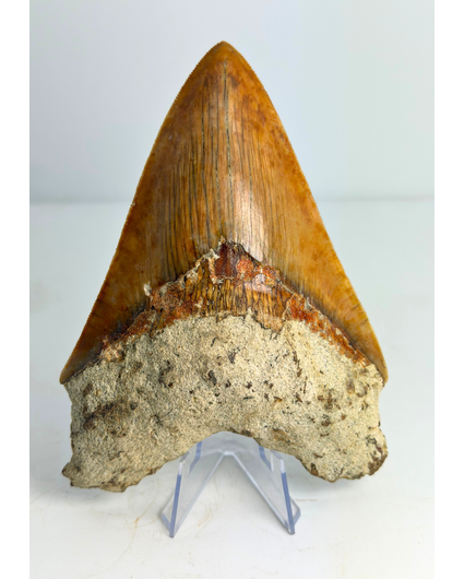 Dente di Megalodon "Fine Sea" (Indonesia) - 14 cm