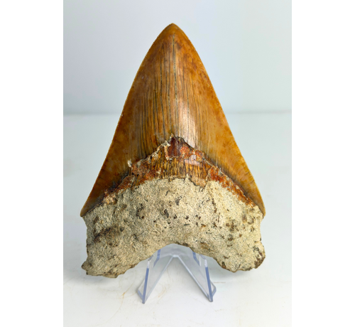 Megalodon tand "Fine Sea" (Indonesië) - 14 cm